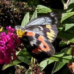 Delias harpalyce (Imperial Jezebel) at Braidwood, NSW - 11 Mar 2024 by MatthewFrawley