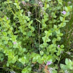 Gratiola peruviana (Australian Brooklime) at QPRC LGA - 10 Mar 2024 by JaneR