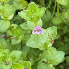 Gratiola peruviana at Monga National Park - 10 Mar 2024