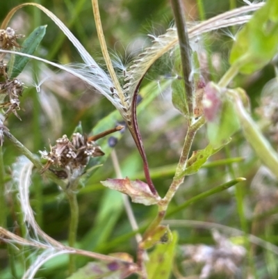 Epilobium billardiereanum subsp. hydrophilum at Monga, NSW - 10 Mar 2024 by JaneR