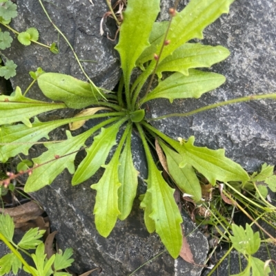 Plantago debilis (Shade Plantain) at Monga National Park - 10 Mar 2024 by JaneR