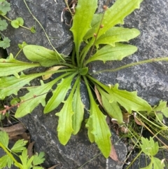 Plantago debilis (Shade Plantain) at Monga National Park - 10 Mar 2024 by JaneR