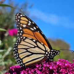 Danaus plexippus (Monarch) at Braidwood, NSW - 12 Mar 2024 by MatthewFrawley