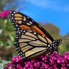 Danaus plexippus at QPRC LGA - 12 Mar 2024 11:48 AM