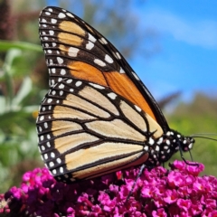 Danaus plexippus at QPRC LGA - 12 Mar 2024