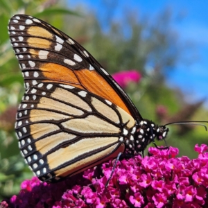 Danaus plexippus at QPRC LGA - 12 Mar 2024 11:48 AM