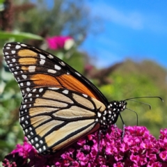 Danaus plexippus at QPRC LGA - 12 Mar 2024 11:48 AM