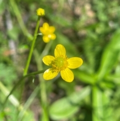 Ranunculus plebeius (Forest Buttercup) at QPRC LGA - 10 Mar 2024 by JaneR