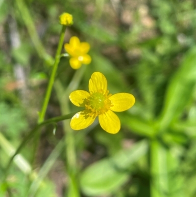 Ranunculus plebeius (Forest Buttercup) at QPRC LGA - 10 Mar 2024 by JaneR