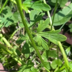 Ranunculus plebeius at QPRC LGA - 10 Mar 2024