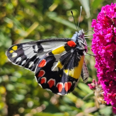 Delias aganippe (Spotted Jezebel) at Braidwood, NSW - 12 Mar 2024 by MatthewFrawley