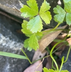 Hydrocotyle tripartita (Pennywort) at Monga National Park - 10 Mar 2024 by JaneR