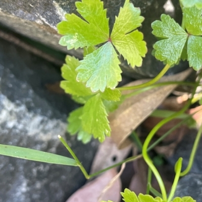 Hydrocotyle tripartita (Pennywort) at Monga, NSW - 10 Mar 2024 by JaneR