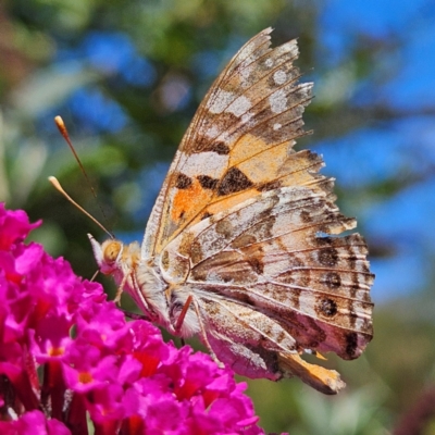 Vanessa kershawi (Australian Painted Lady) at Braidwood, NSW - 12 Mar 2024 by MatthewFrawley