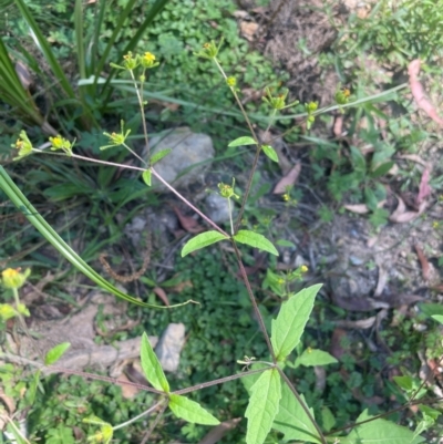 Sigesbeckia orientalis (Indian Weed) at QPRC LGA - 10 Mar 2024 by JaneR