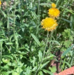 Coronidium gunnianum (Gunn's Everlasting) at Monga, NSW - 10 Mar 2024 by JaneR