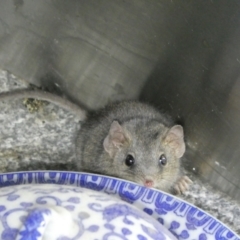 Antechinus agilis (Agile Antechinus) at Mongarlowe River - 11 Mar 2024 by arjay