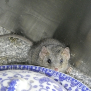 Antechinus agilis at QPRC LGA - 11 Mar 2024