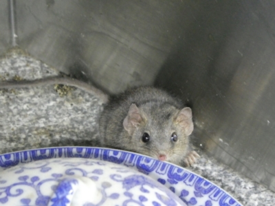 Antechinus agilis (Agile Antechinus) at QPRC LGA - 11 Mar 2024 by arjay