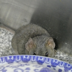 Antechinus agilis at QPRC LGA - suppressed