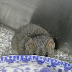 Antechinus agilis at QPRC LGA - suppressed