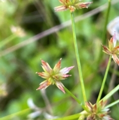 Juncus prismatocarpus (Branching Rush) at Monga, NSW - 10 Mar 2024 by JaneR