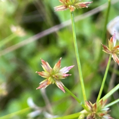 Juncus prismatocarpus (Branching Rush) at Mongarlowe River - 10 Mar 2024 by JaneR