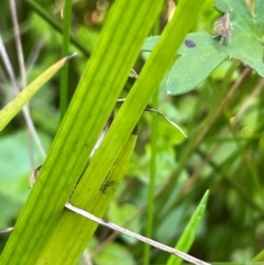 Juncus prismatocarpus at QPRC LGA - 10 Mar 2024