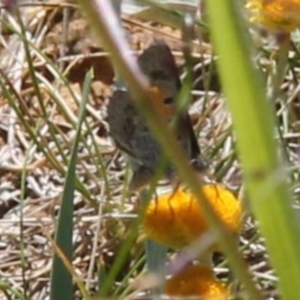 Lucia limbaria at Franklin Grassland (FRA_5) - 11 Feb 2024