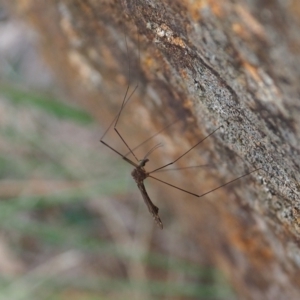 Tipulidae or Limoniidae (family) at Mount Majura - 11 Mar 2024