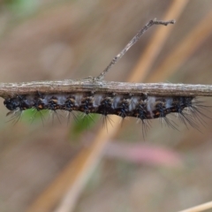 Erebidae (family) (Unidentified immature Erebid moth) at Watson, ACT - 10 Mar 2024 by JodieR