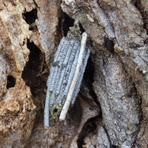 Clania lewinii & similar Casemoths at Mount Majura - 11 Mar 2024