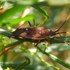 Poecilometis strigatus (Gum Tree Shield Bug) at Mount Majura - 10 Mar 2024 by JodieR