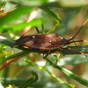 Poecilometis strigatus at Mount Majura - 11 Mar 2024