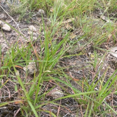 Keyacris scurra (Key's Matchstick Grasshopper) at Taylor, ACT - 28 Feb 2024 by leith7