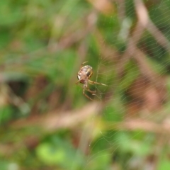 Phonognatha graeffei (Leaf Curling Spider) at Watson, ACT - 10 Mar 2024 by JodieR