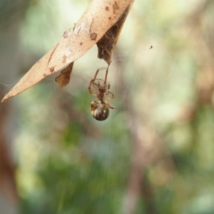 Phonognatha graeffei at Mount Majura - 11 Mar 2024