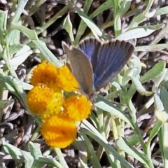 Zizina otis (Common Grass-Blue) at Franklin Grassland (FRA_5) - 11 Feb 2024 by JenniM