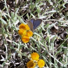 Zizina otis at Franklin Grassland (FRA_5) - 11 Feb 2024 03:26 PM