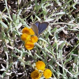 Zizina otis at Franklin Grassland (FRA_5) - 11 Feb 2024 03:26 PM