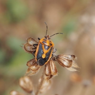 Agonoscelis rutila (Horehound bug) at Watson, ACT - 10 Mar 2024 by JodieR