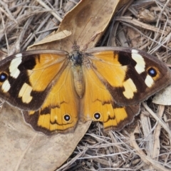 Heteronympha merope (Common Brown Butterfly) at Watson, ACT - 10 Mar 2024 by JodieR