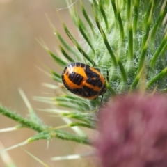 Agonoscelis rutila (Horehound bug) at Mount Majura - 11 Mar 2024 by JodieR