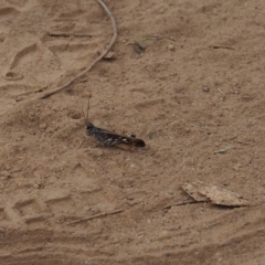 Austroicetes sp. (genus) (A grasshopper) at Watson, ACT - 11 Mar 2024 by JodieR