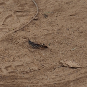 Austroicetes sp. (genus) at Mount Majura - 11 Mar 2024