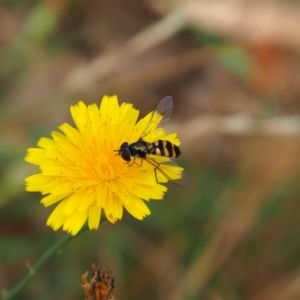 Syrphidae (family) at Mount Majura - 11 Mar 2024