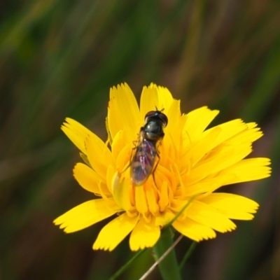 Melangyna sp. (genus) (Hover Fly) at Watson, ACT - 11 Mar 2024 by JodieR