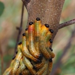 Pergidae sp. (family) (Unidentified Sawfly) at Watson, ACT - 11 Mar 2024 by JodieR