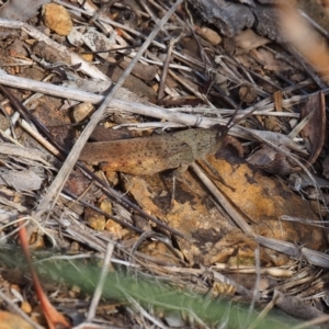 Goniaea australasiae at Mount Majura - 11 Mar 2024