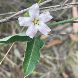 Araujia sericifera at Mount Ainslie - 29 Feb 2024